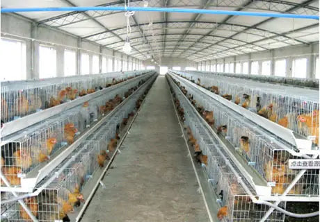 công trình tấm lợp rỗng PVC cho trang trại chăn nuôi